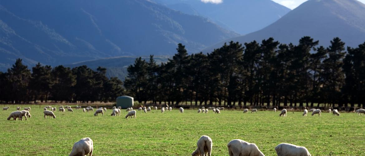 New Zealand introduces zero carbon bill