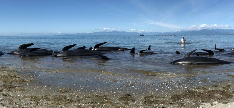 Pilot whales stranded in New Zealand